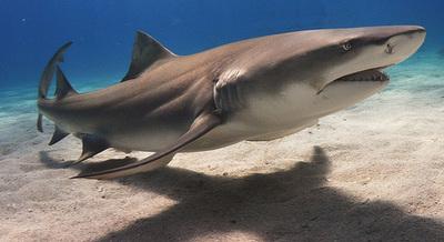 A closeup of a reef shark