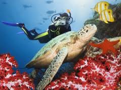 A turtle and a diver underwater
